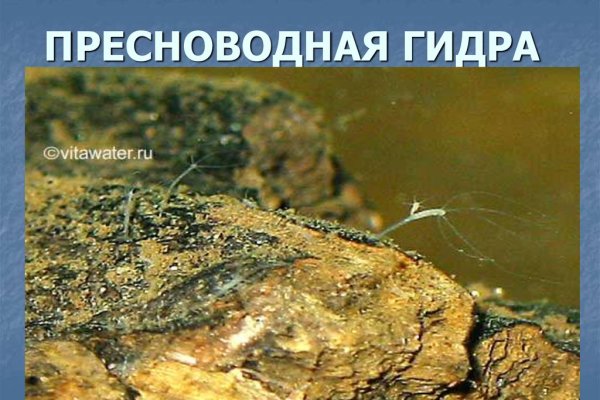 Кракен клирнет