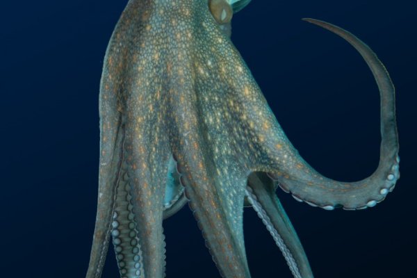 Kraken20 at